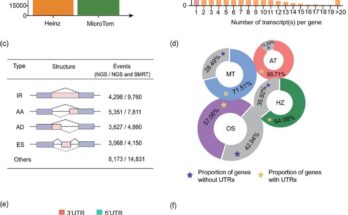 Desentrañando el genoma del microtomo de alta calidad y su impacto en la biología del desarrollo